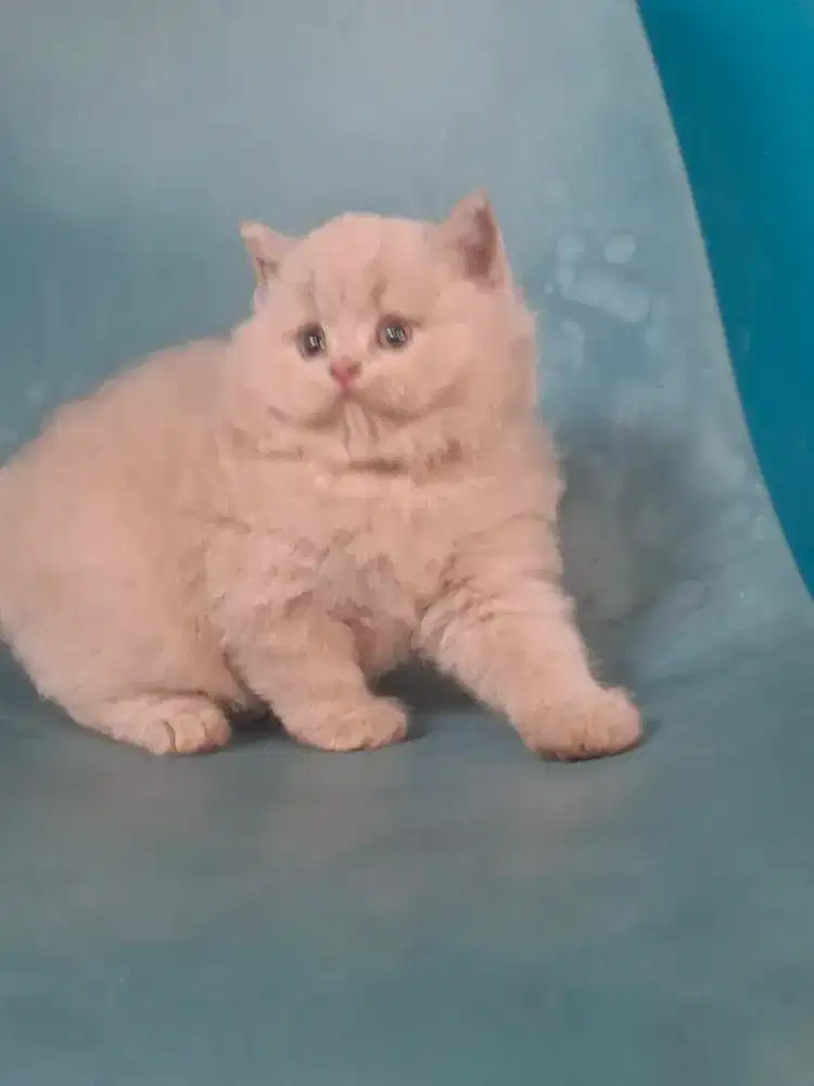 British longhair lilac jantan 1,5 bulan