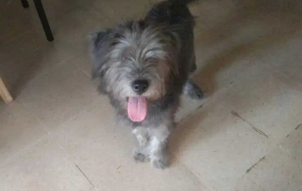 Shih Tzu mix umur 3 Bulan