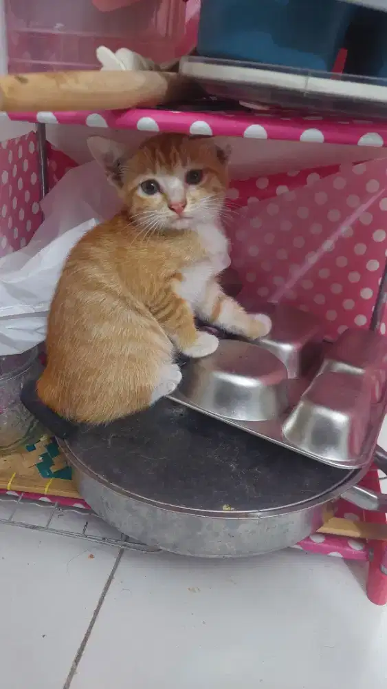 Kucing persia x BSH