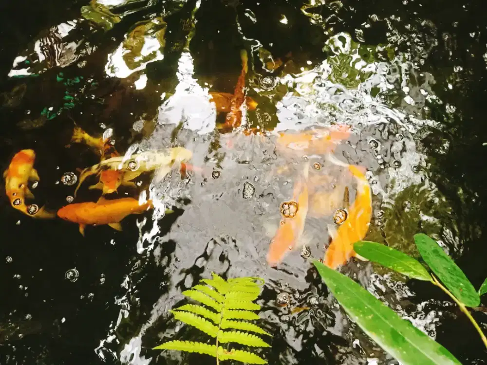 Ikan Koi blitar sehat