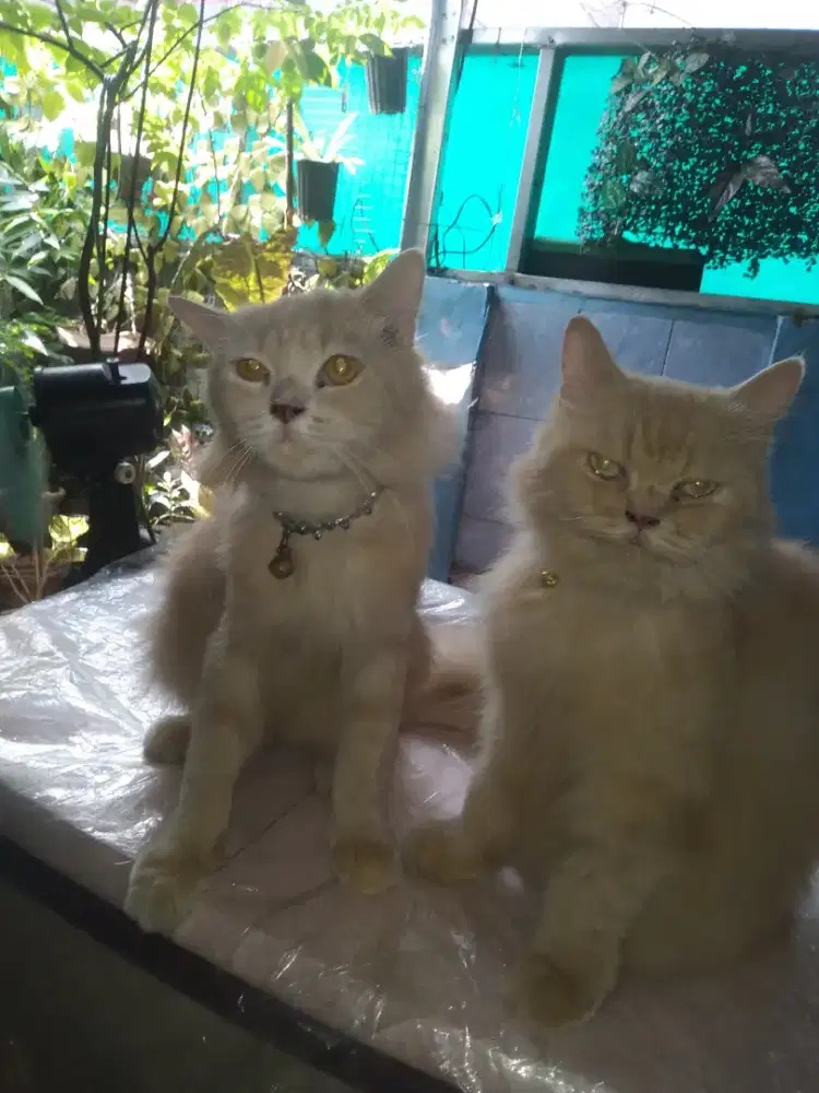 Lepas adop kucing persia dan anggora