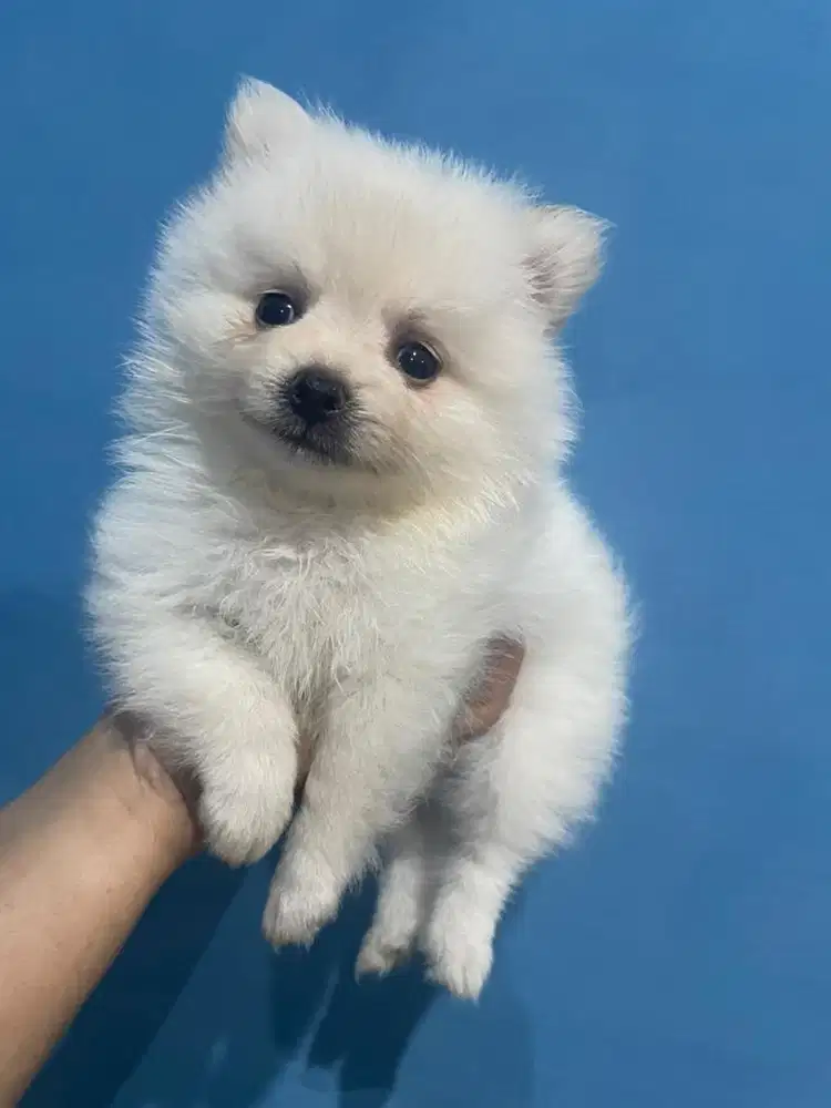 Puppies Mini Pomeranian Jantan