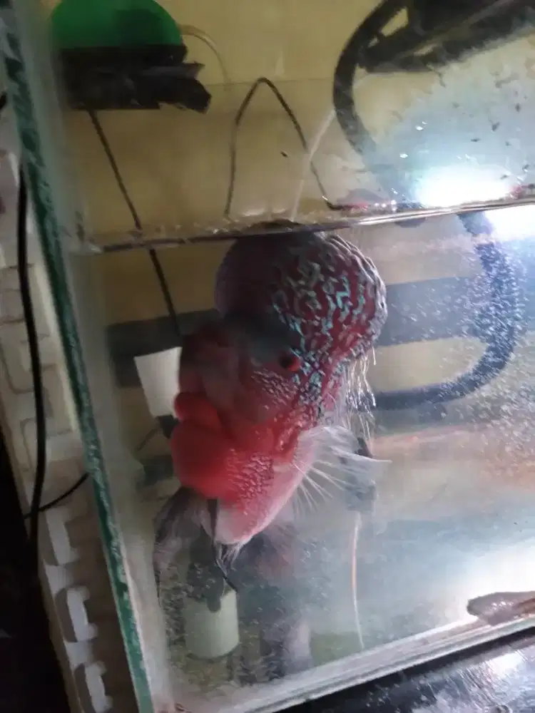 Ikan louhan cencu thailand