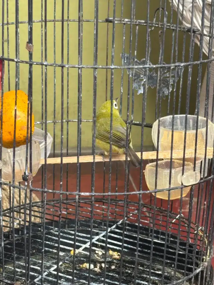 Burung Dakun Jantan Plus Kandang
