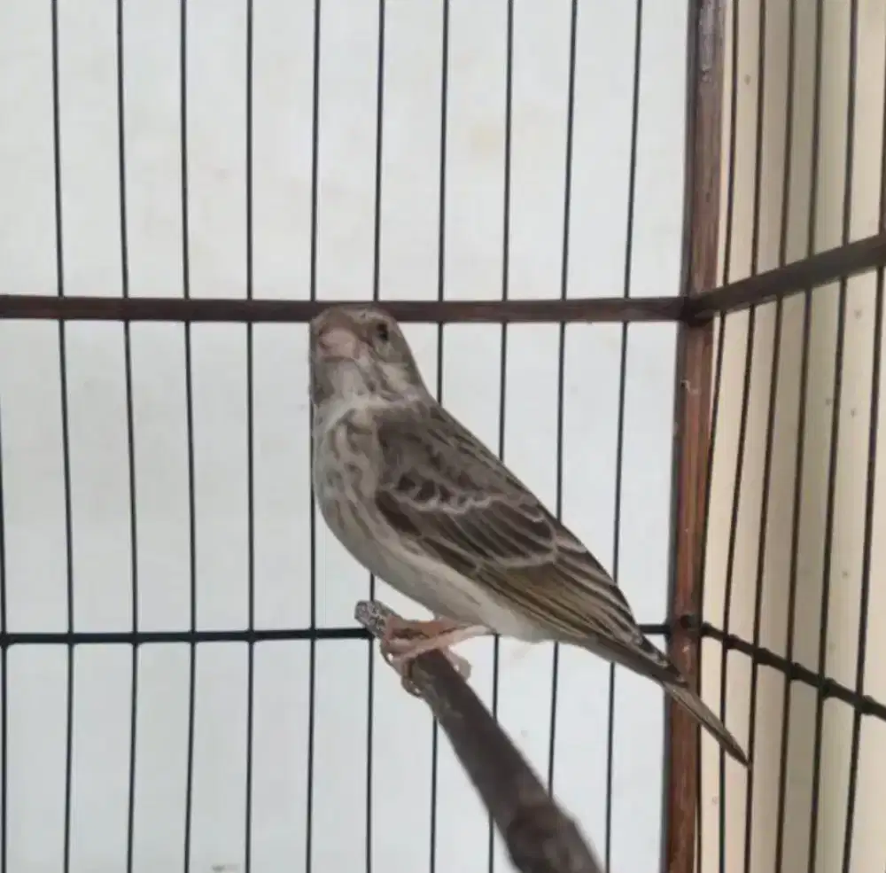 Burung Sanger Pejantan Dewasa