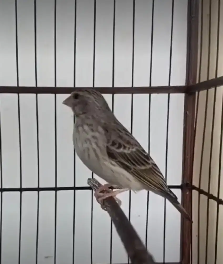 Burung Sanger Pejantan Dewasa