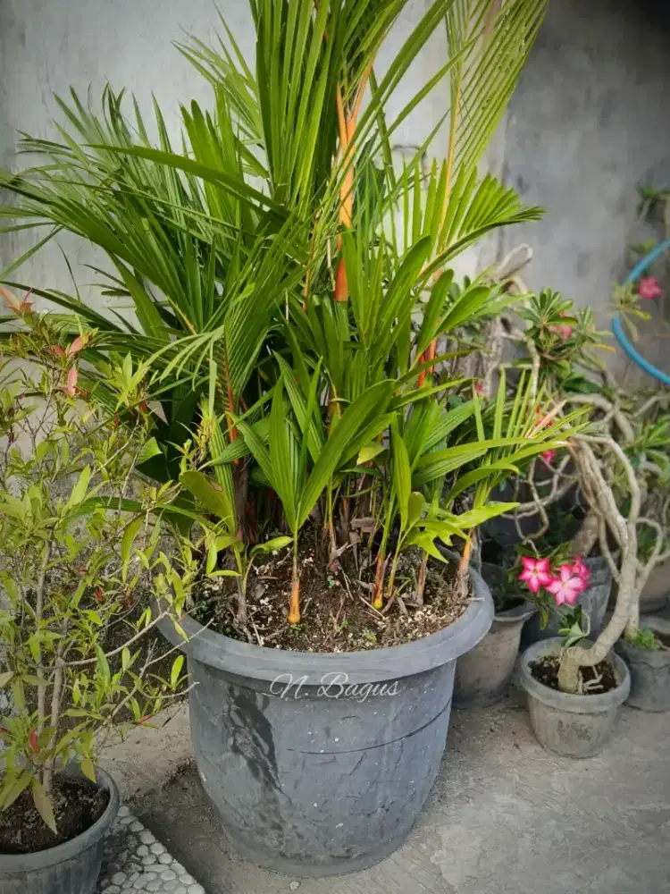 Palm Merah Medium Beranak Subur