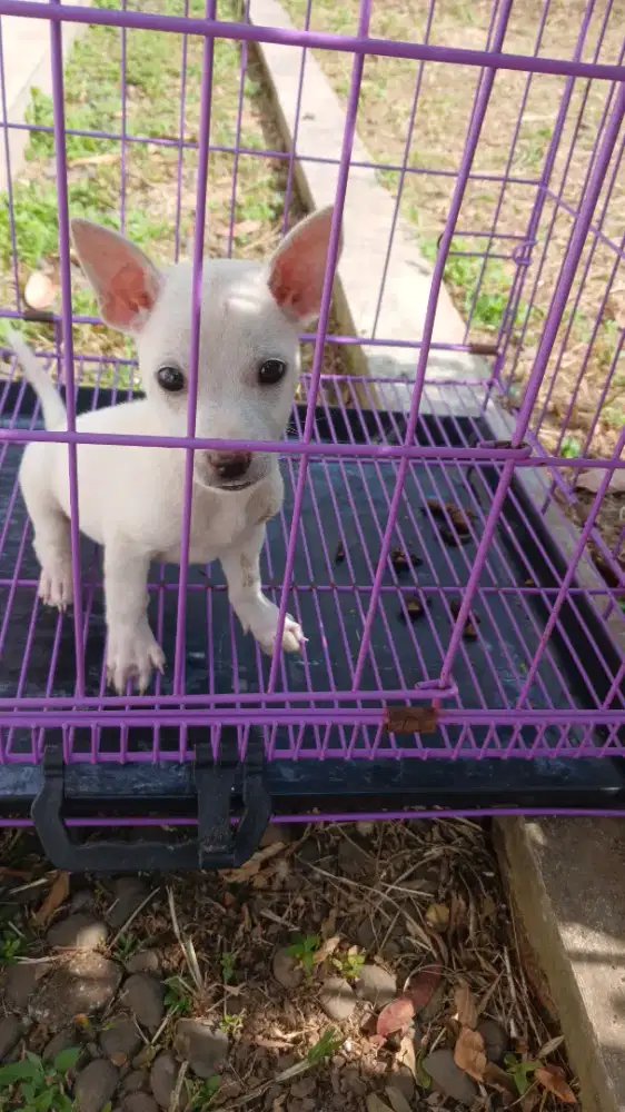 Anak Anjing Lucu