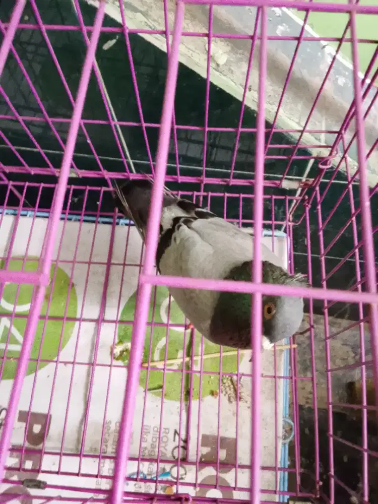 Saya mau jual burung dara