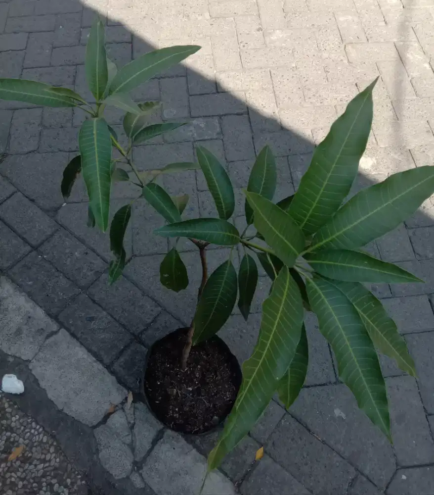 Tanaman Buah Mangga Madu