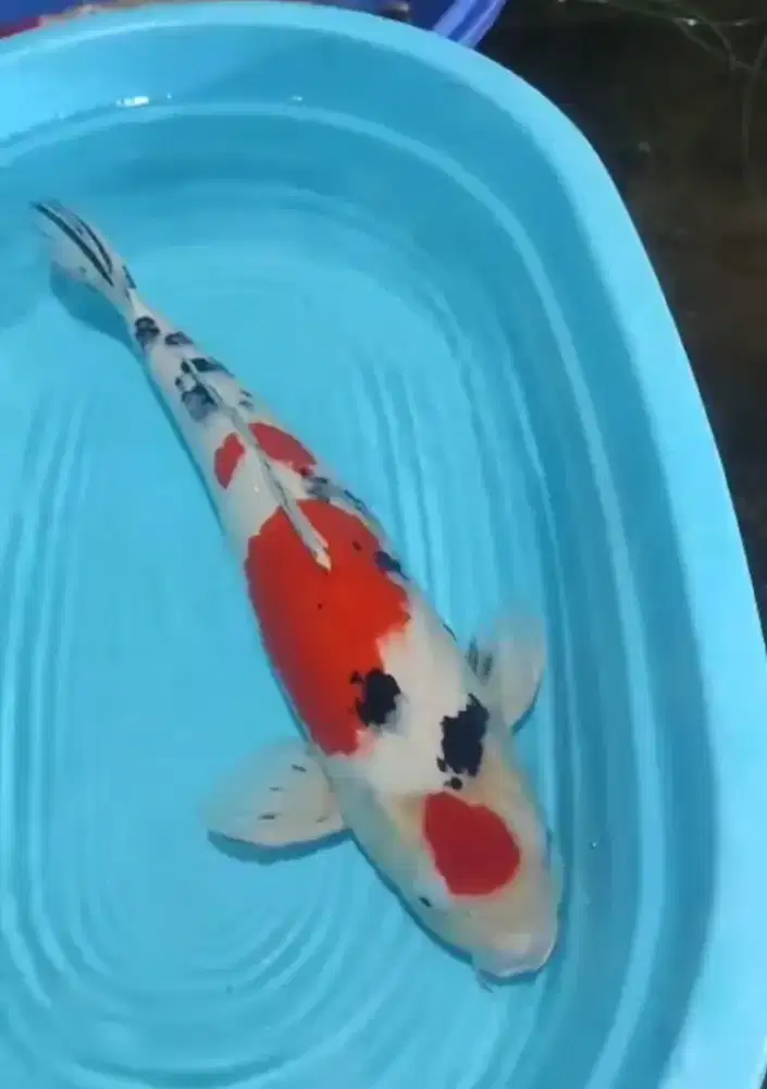 Ikan koi sanke super jumbo 65cm