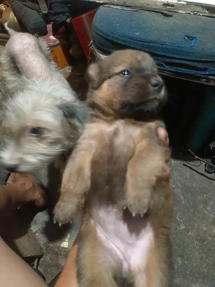 Anak anjing usia 1 bulancewek