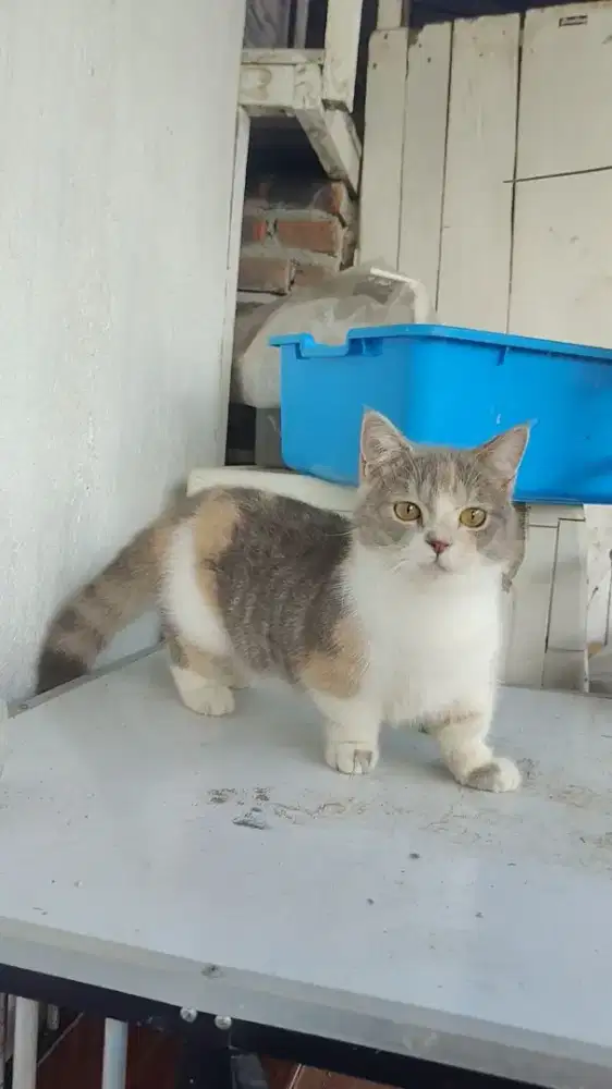 Kucing Munchkin BSH/kaki pendek British shorthair/cebol Brittish