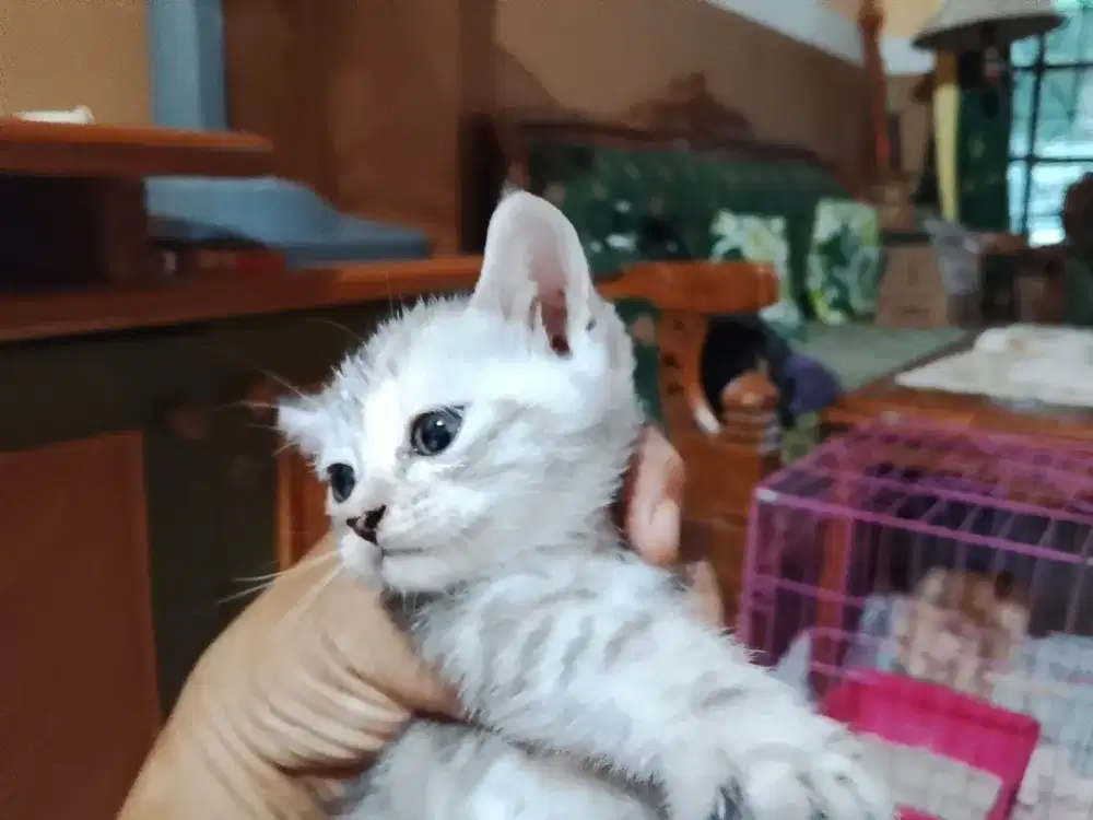 Silahkan diadopsi 3 ekor kitten mic domestik