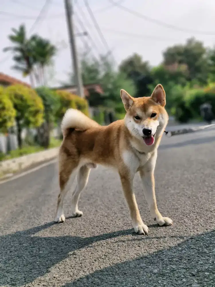 Shiba inu Jantan Stambum