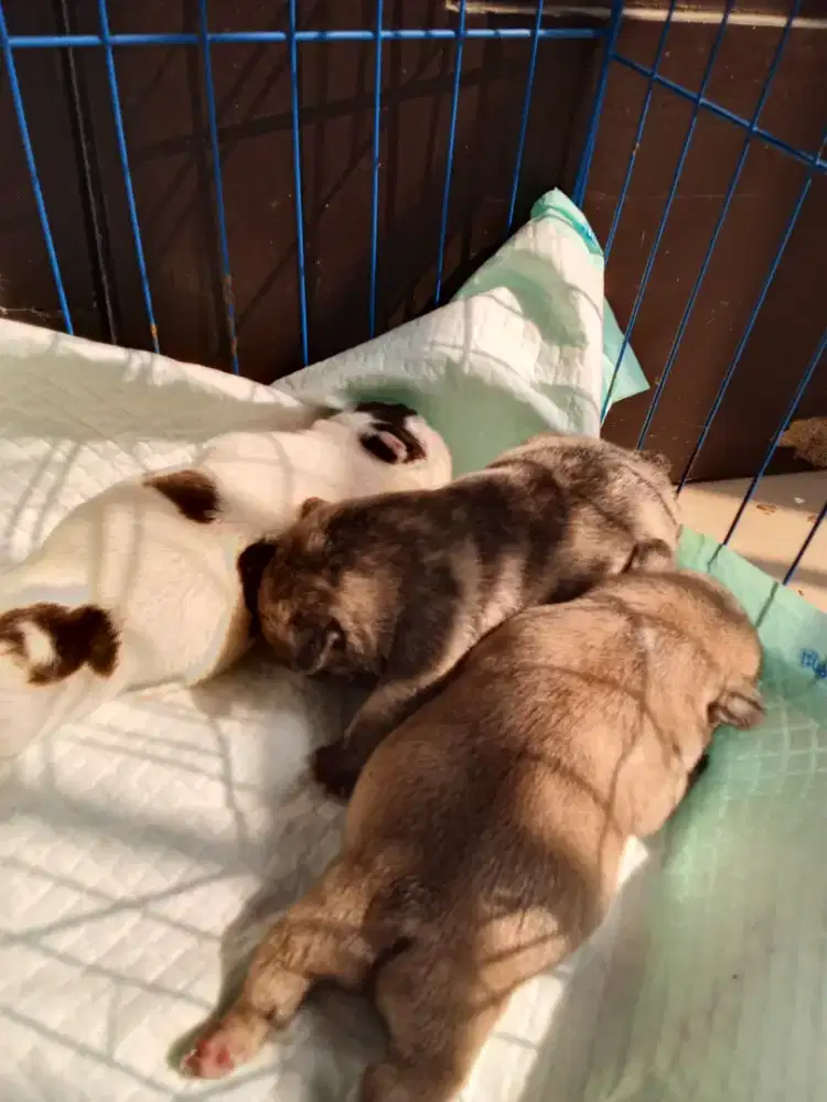 french bulldog open booking