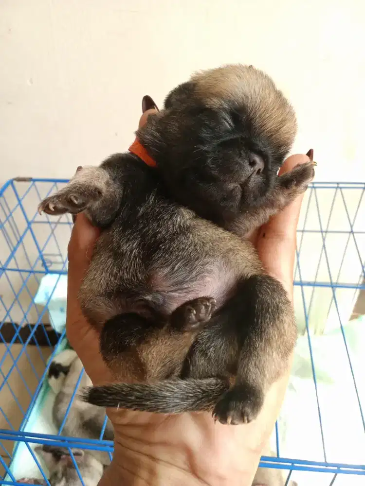 anakan pug sisa 2 jantan