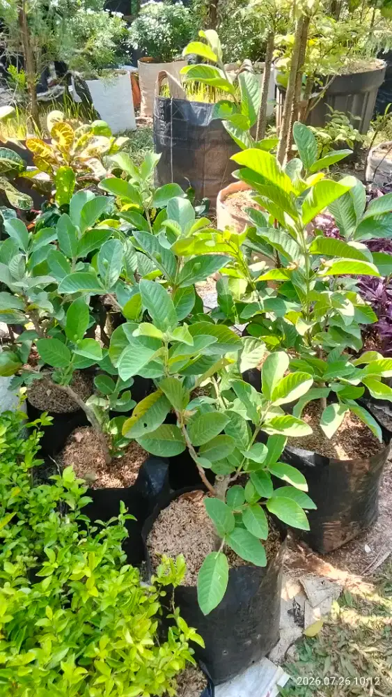 Pohon jambu Cristal berbunga/berbuah