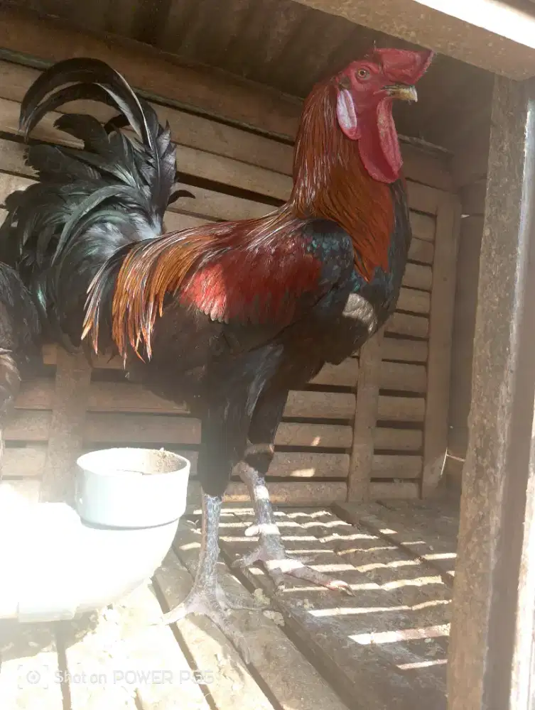 Jual Cepat Jago Ayam Pelung
