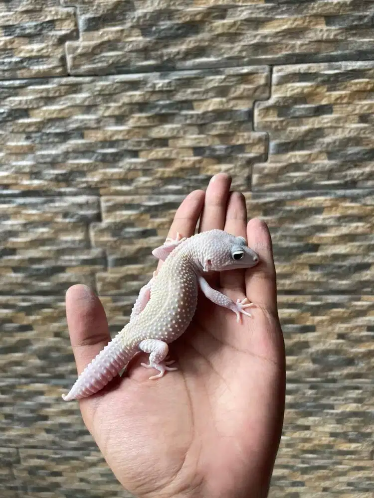 Gecko Male Sehat