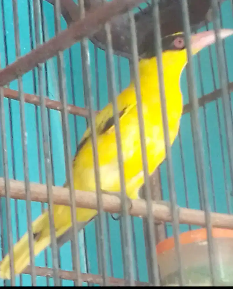 KEPODANG MAPAN KAKI SEMI NYISIK 1 JUTA RAJIN BUNYI GAK BISU