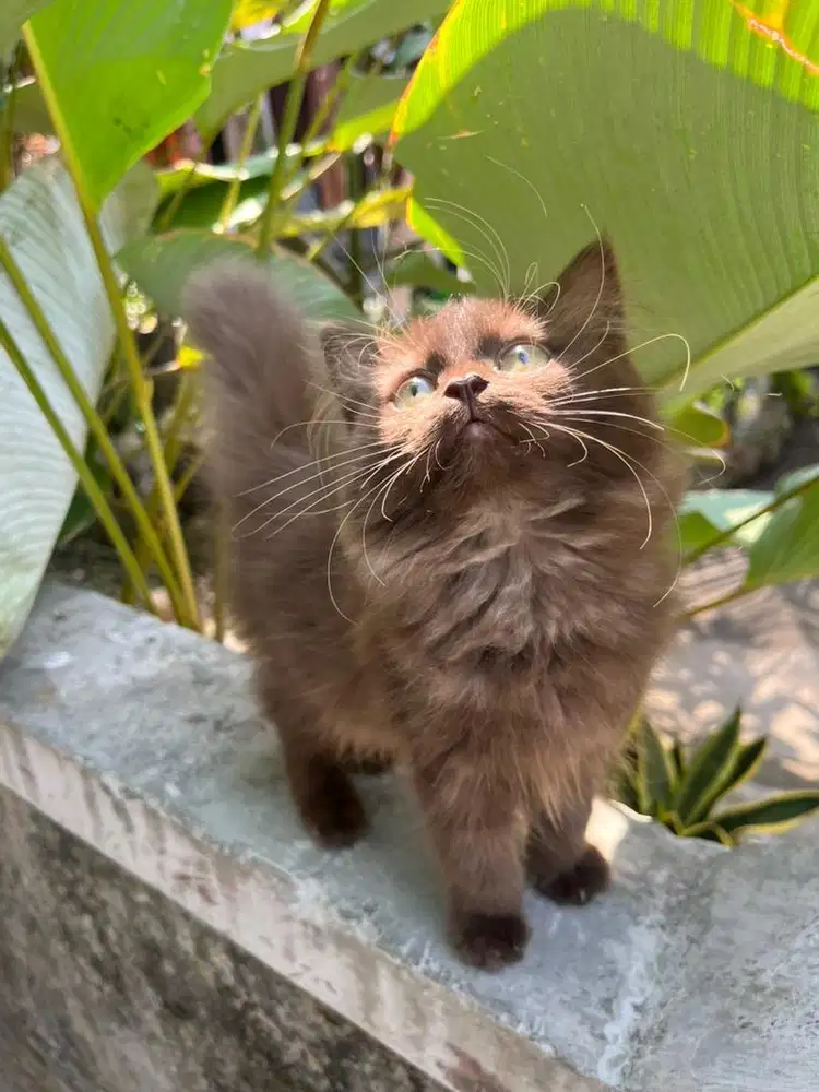 kitten jantan chocolate