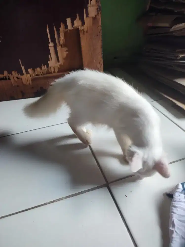 Yg berminat adopsi kucing ras campuran, gratis