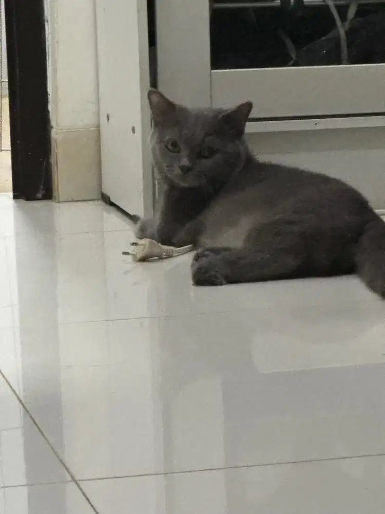 Kucing BSH X muchkin jantan