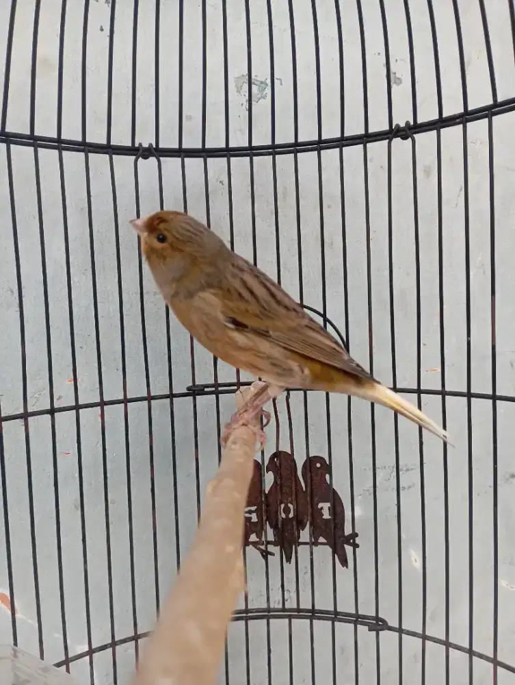 Burung kenari gacor dor volume kencang body big Loper