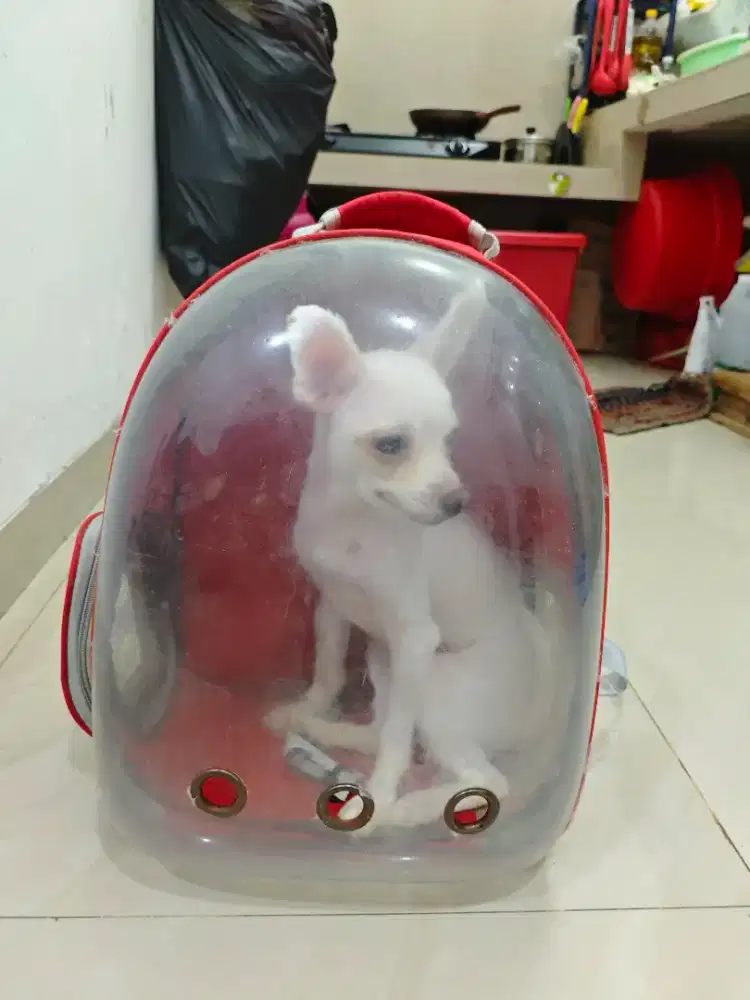 FREE ADOPT anjing betina POMERIAN doggy