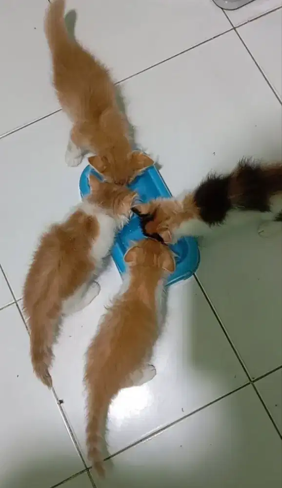 Kucing Persia longhair