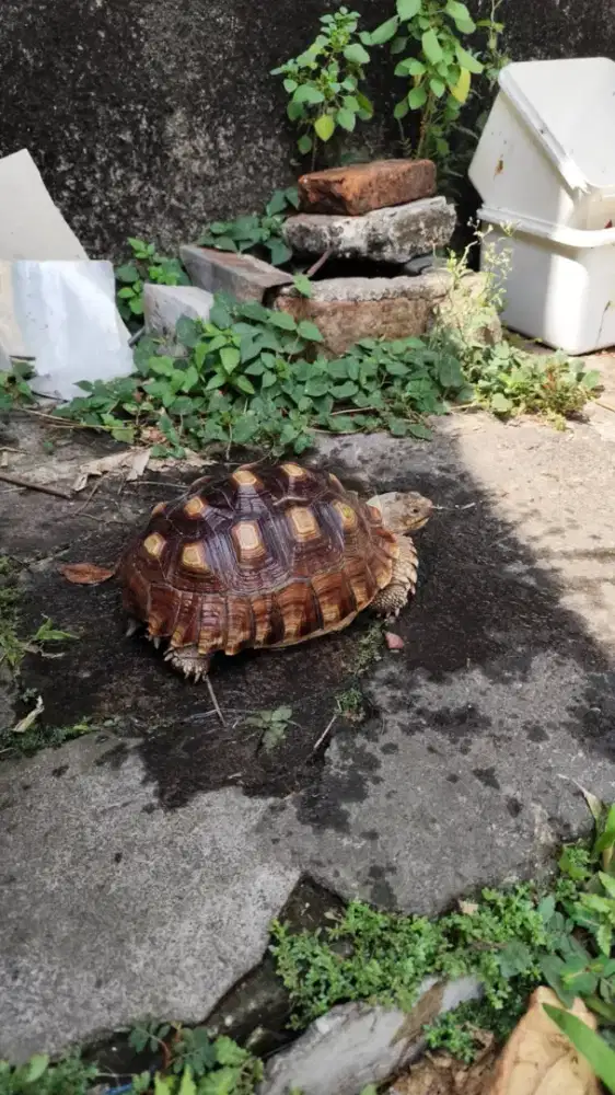 Kura kura darat/sulcata
