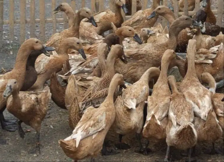 Bebek air atau bebek aceh