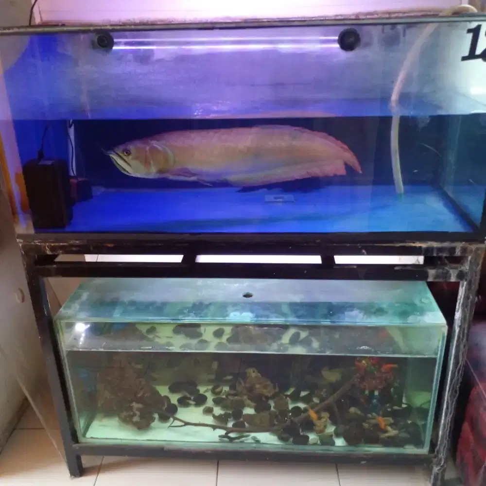 Akurium set plus ikan nya