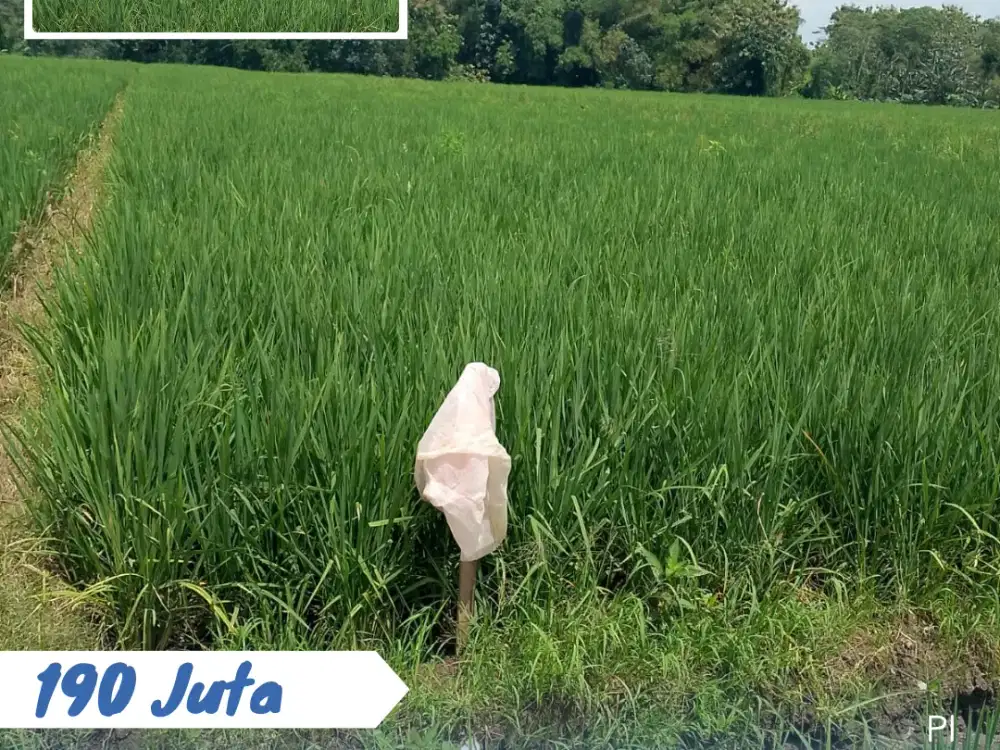 Dijual Sawah di Kebak, Kebakkramat, Kra