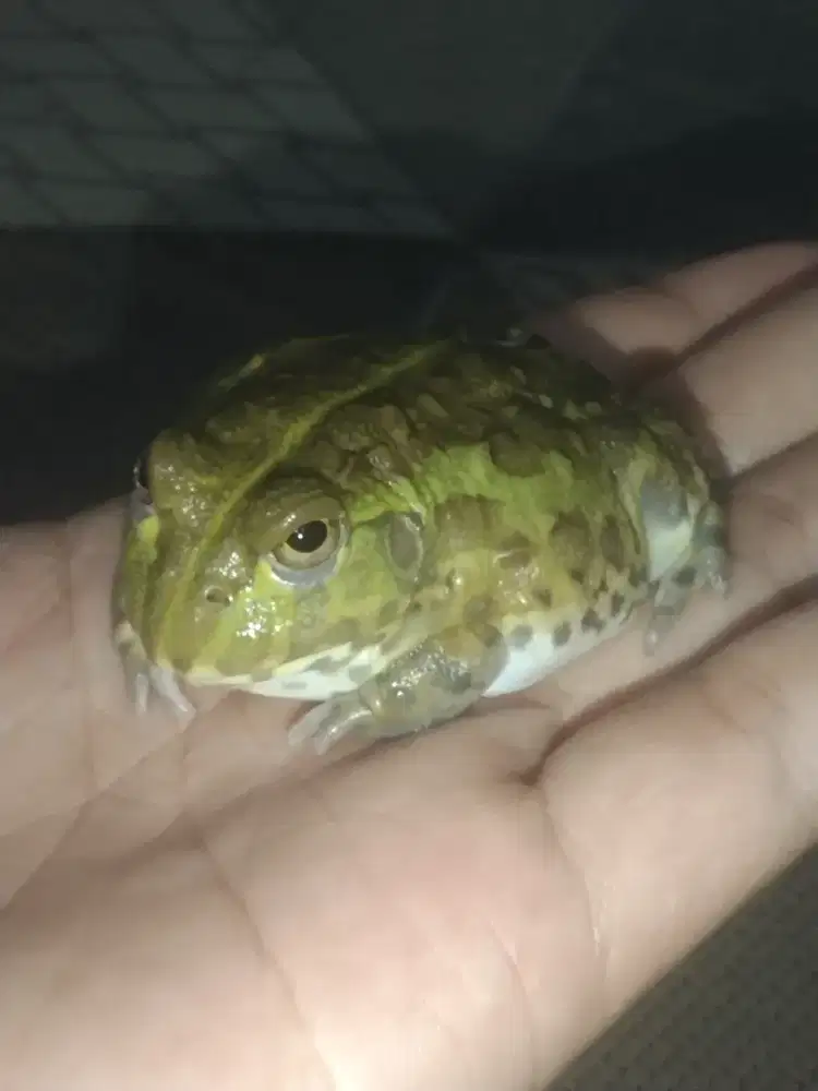 Katak pixie/African bullfrog