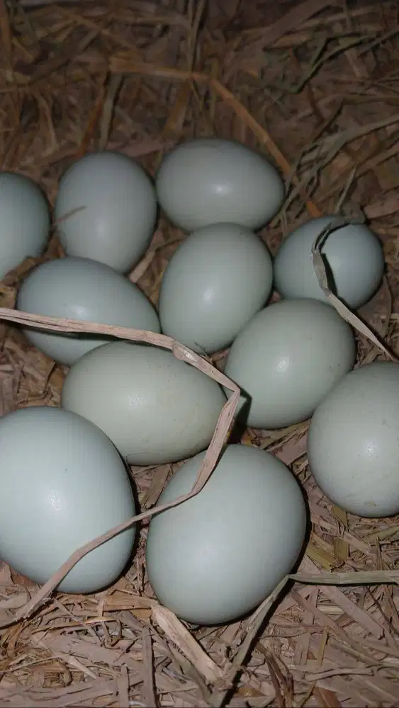 Telur bebek mentahan (bukan asin)