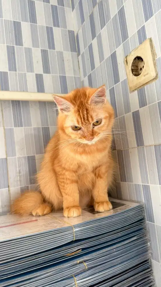 Open adopt kucing oren betina