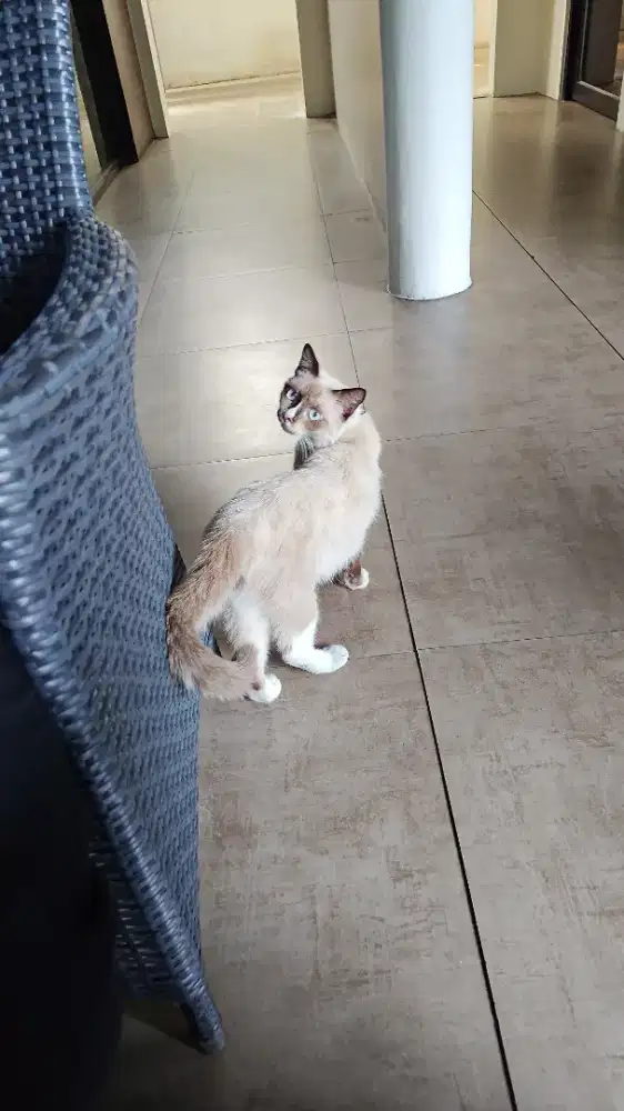 Kucing bagus himalaya