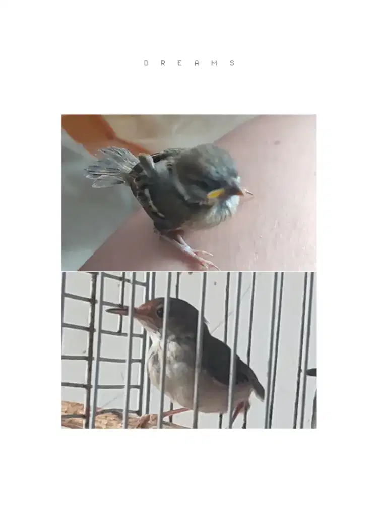 Anakkan burung gereja + prenjak lumut