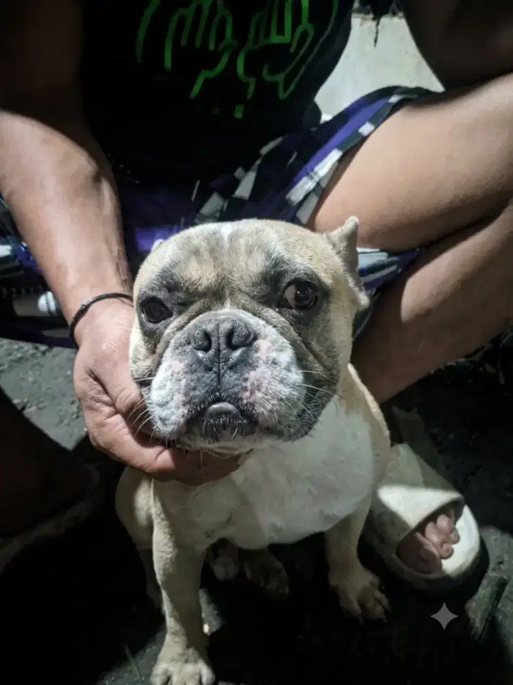Anjing Frenc bulldog