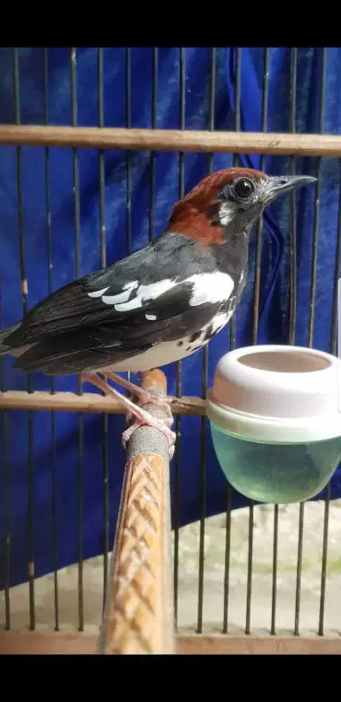 Burung anis kembang