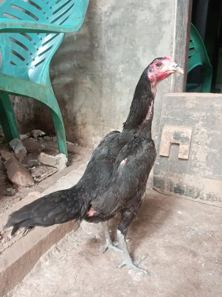 ayam bangkok mangon betina siap pro, sisik semi ubed