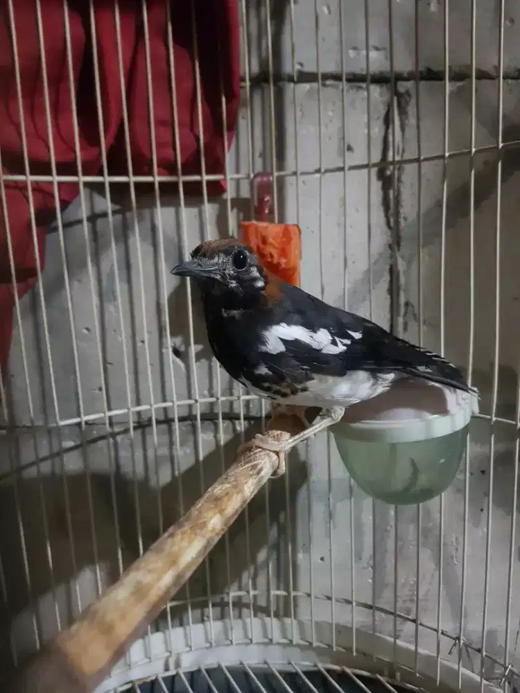 Anis kembang ngeriwik