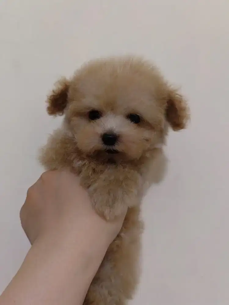 Teacup poodle atau super tiny poodle
Female