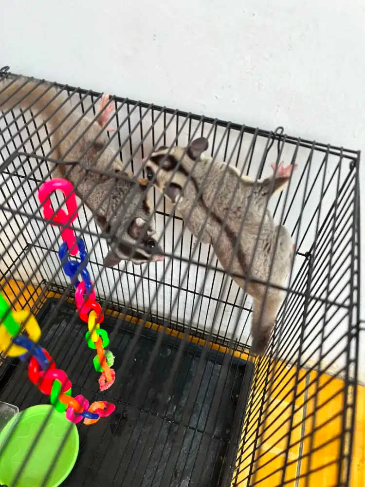 jual sugar glider