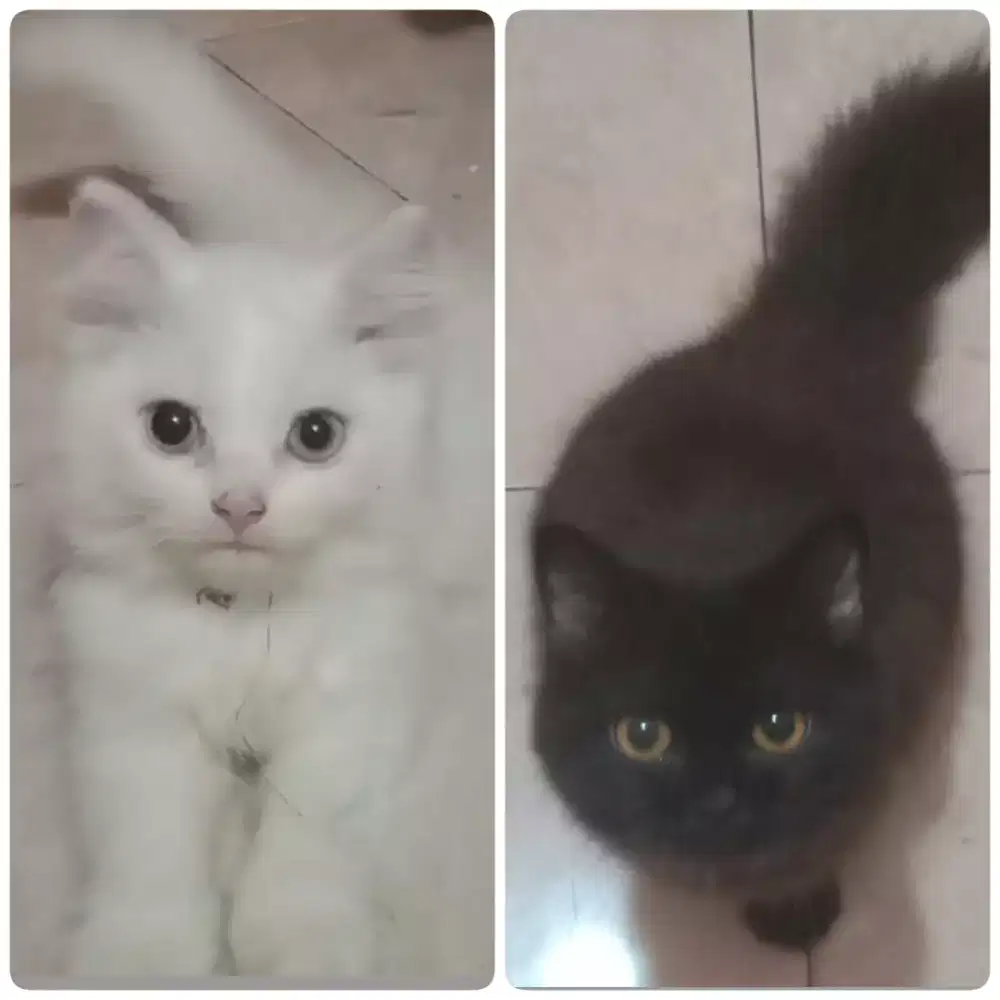 Kucing putih dan hitam