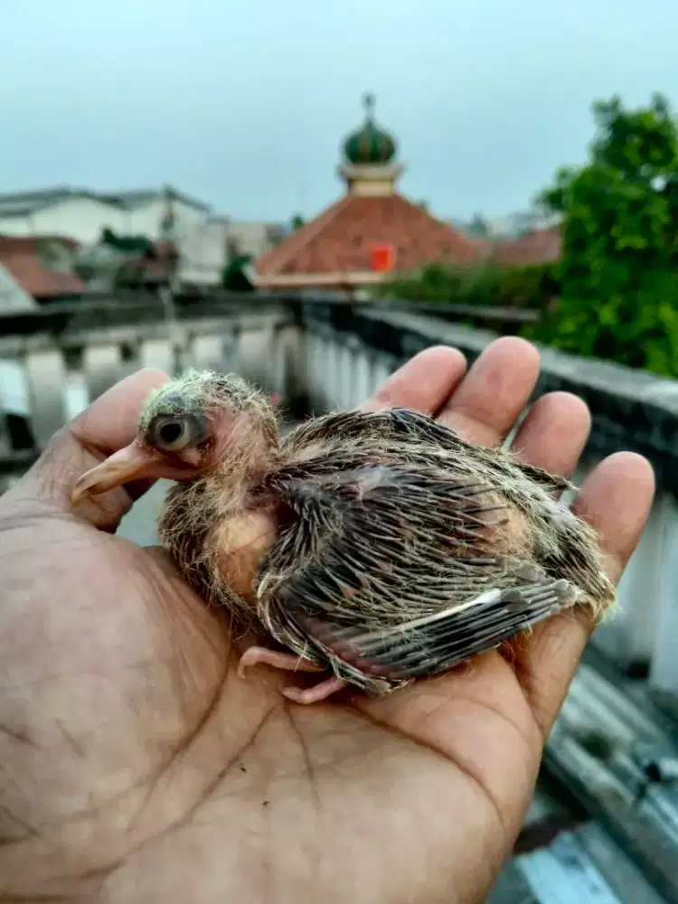 Lolohan tekukur anak tunggal