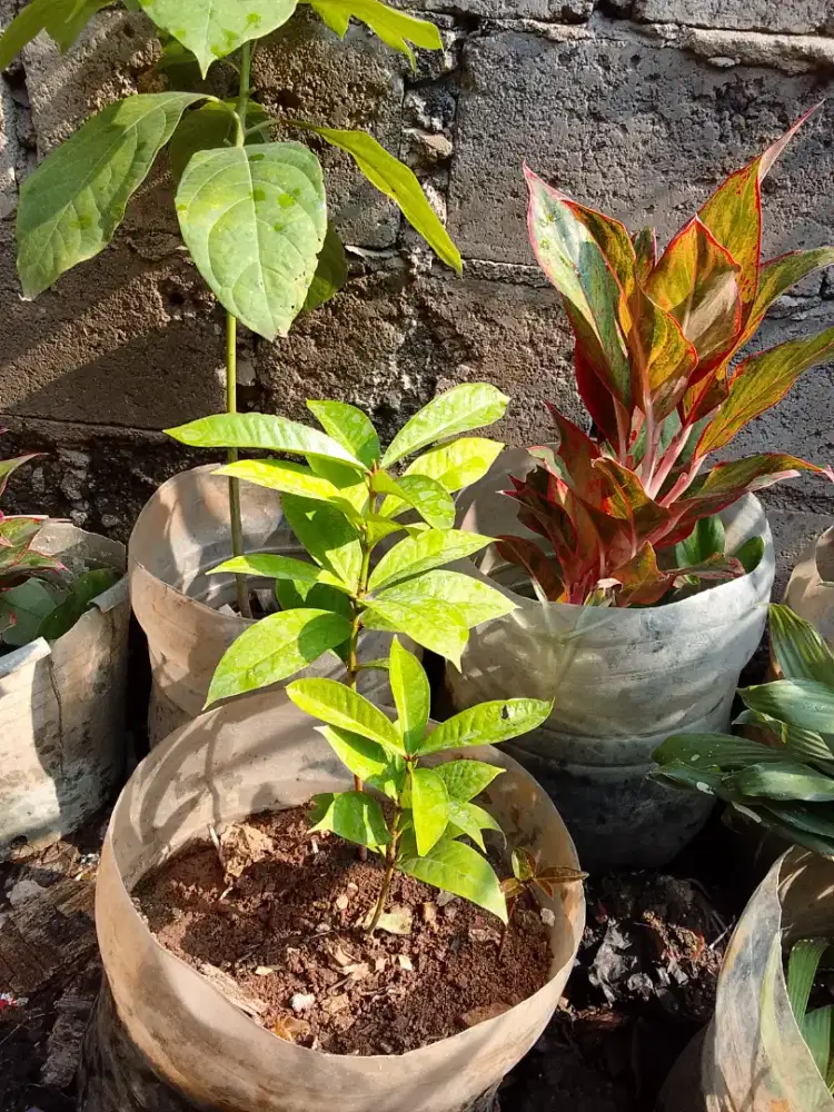 Bibit pohon alpukat