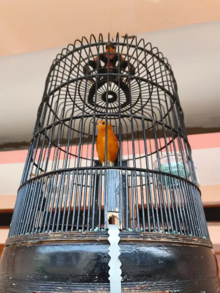 Burung kacer, murai hij4u trotol jantan, anis merah , mirai trotol bti